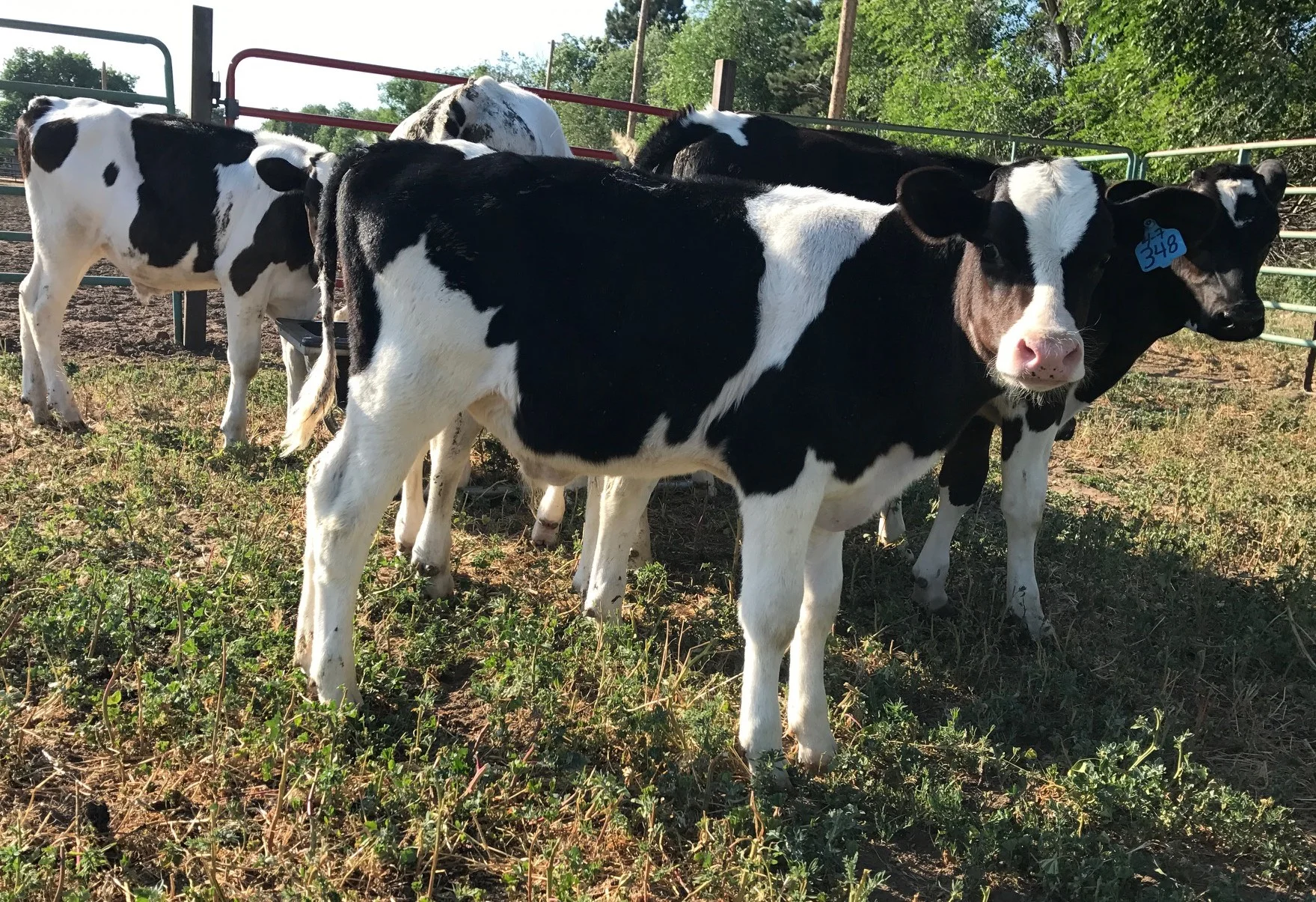 Cattle in the pens used for sorting and cowhorse work