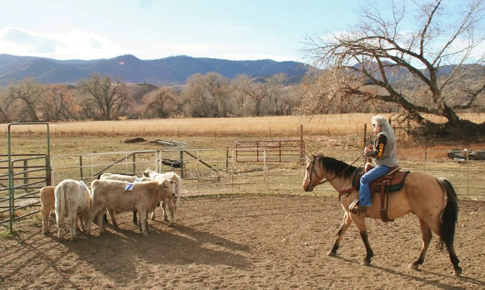 A rider schooling a horse with the foothills behind the Canyon Equine facility