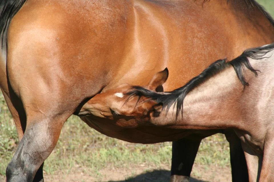 A mare and foal in the pasture at Canyon Equine